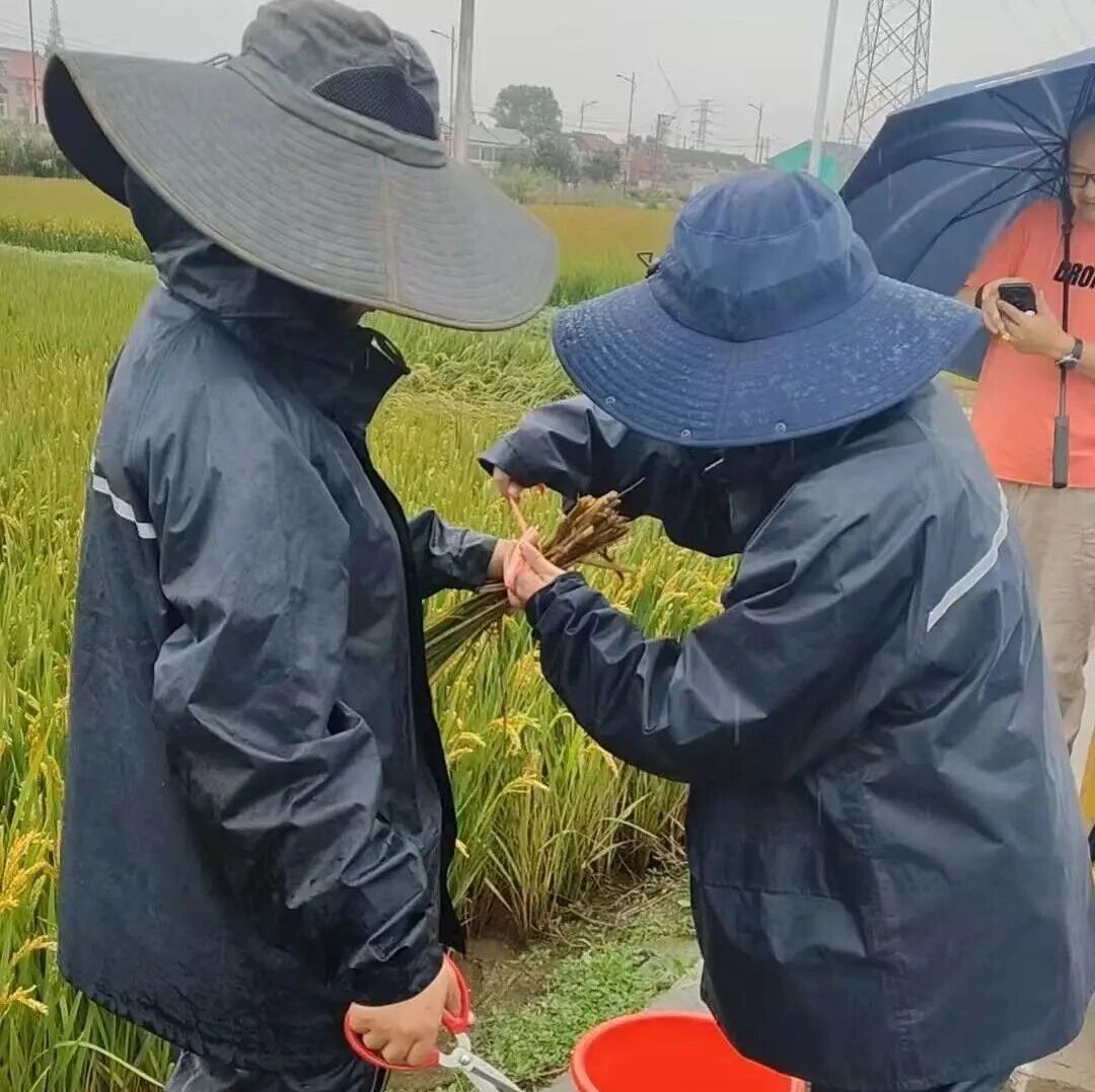 【微靖江】国庆别人出游,靖江这群人却天天泡在稻田里