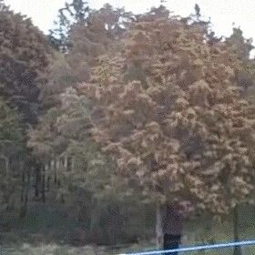 【微靖江】眼睛痒、打喷嚏，花粉季提前，靖江人出门记得戴口罩！