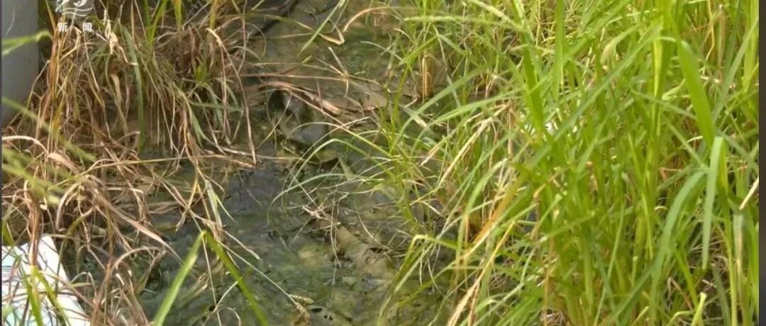 【微靖江】鱼塘疑遭隔壁加油站渗水污染,靖江多部门协调促整改
