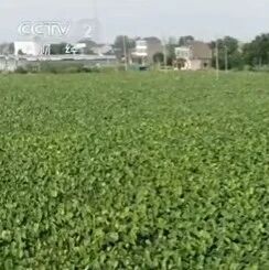 【微靖江】央视报道靖江特色农产品!